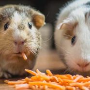 Guinea Pigs Snacking