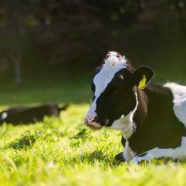 Milk Cow Grazing