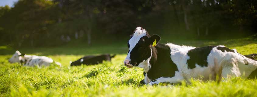 Milk Cow Grazing