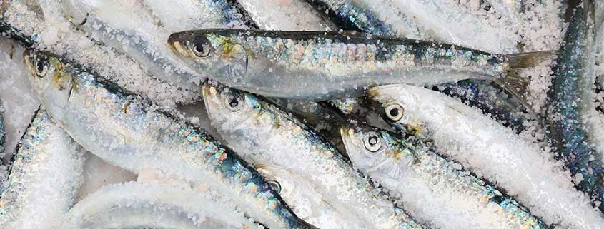 Sardines Provide Healthy Nutrients For Diabetes